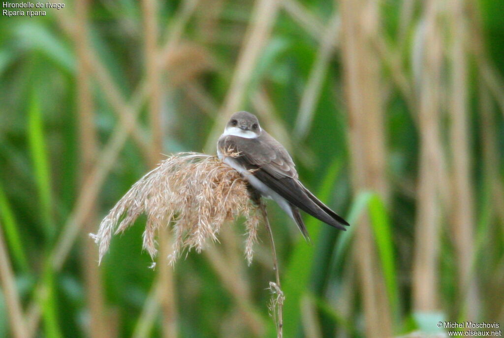 Sand Martinadult, identification