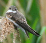 Sand Martin