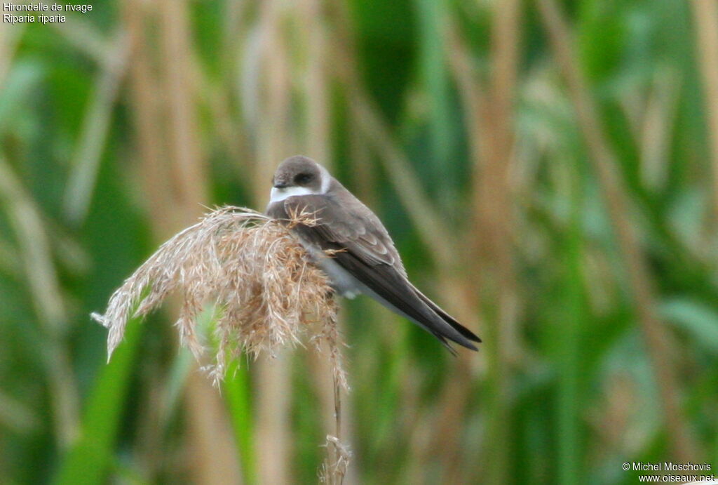 Hirondelle de rivage, identification