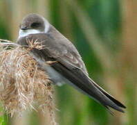 Sand Martin