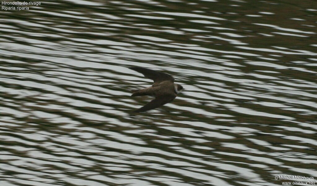 Sand Martinadult, Flight