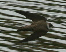 Sand Martin