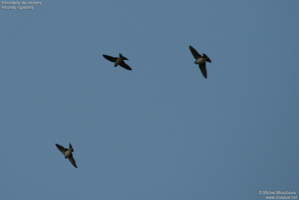 Eurasian Crag Martin, Flight