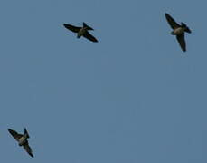 Eurasian Crag Martin