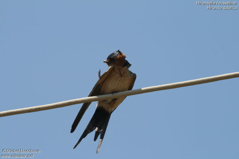 Red-rumped Swallow