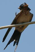 Red-rumped Swallow