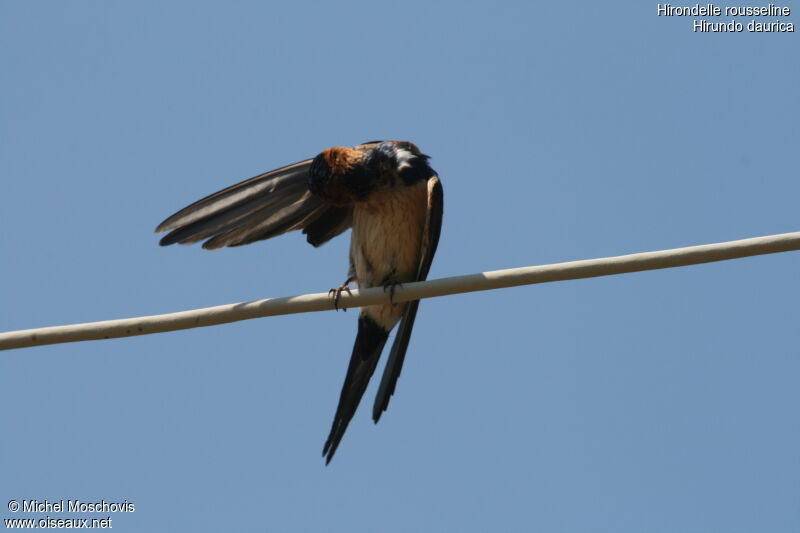 Red-rumped Swallow