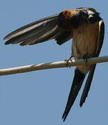 Red-rumped Swallow