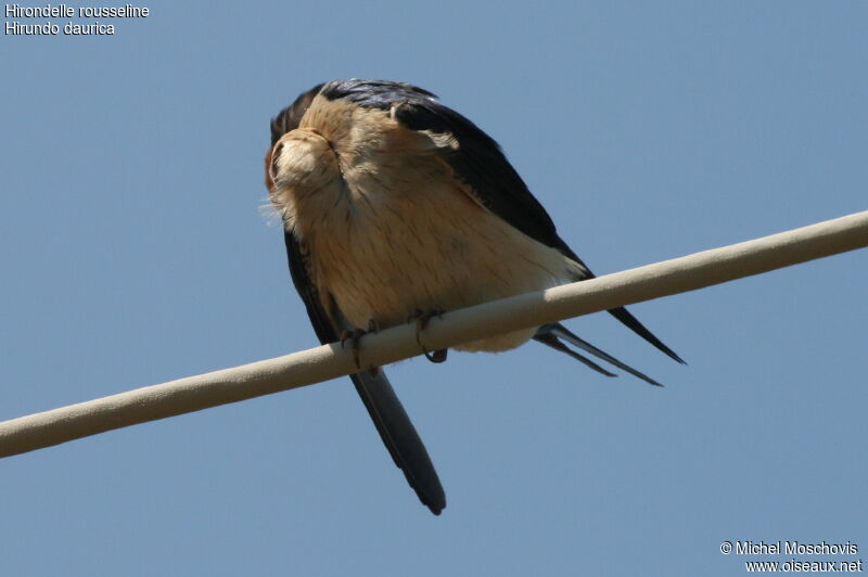 Red-rumped Swallow