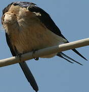 Red-rumped Swallow