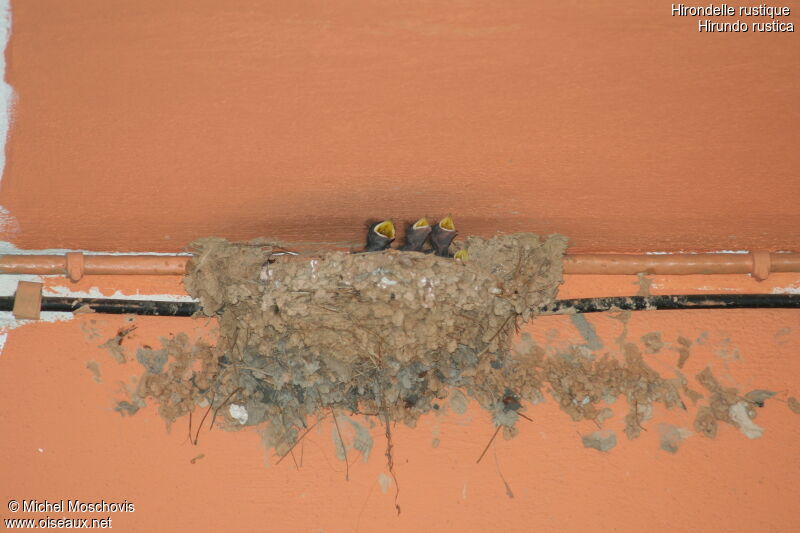 Barn SwallowFirst year, Reproduction-nesting