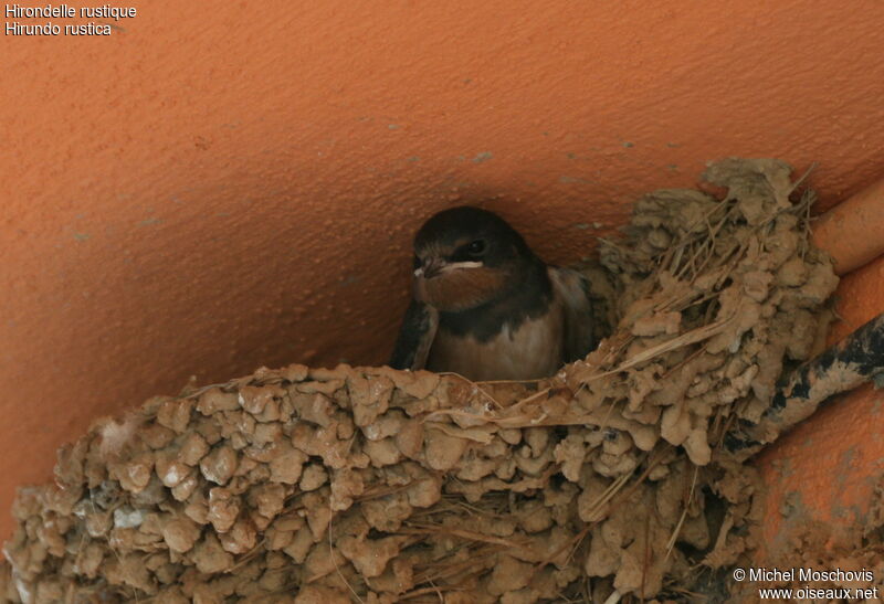 Barn SwallowFirst year, Reproduction-nesting