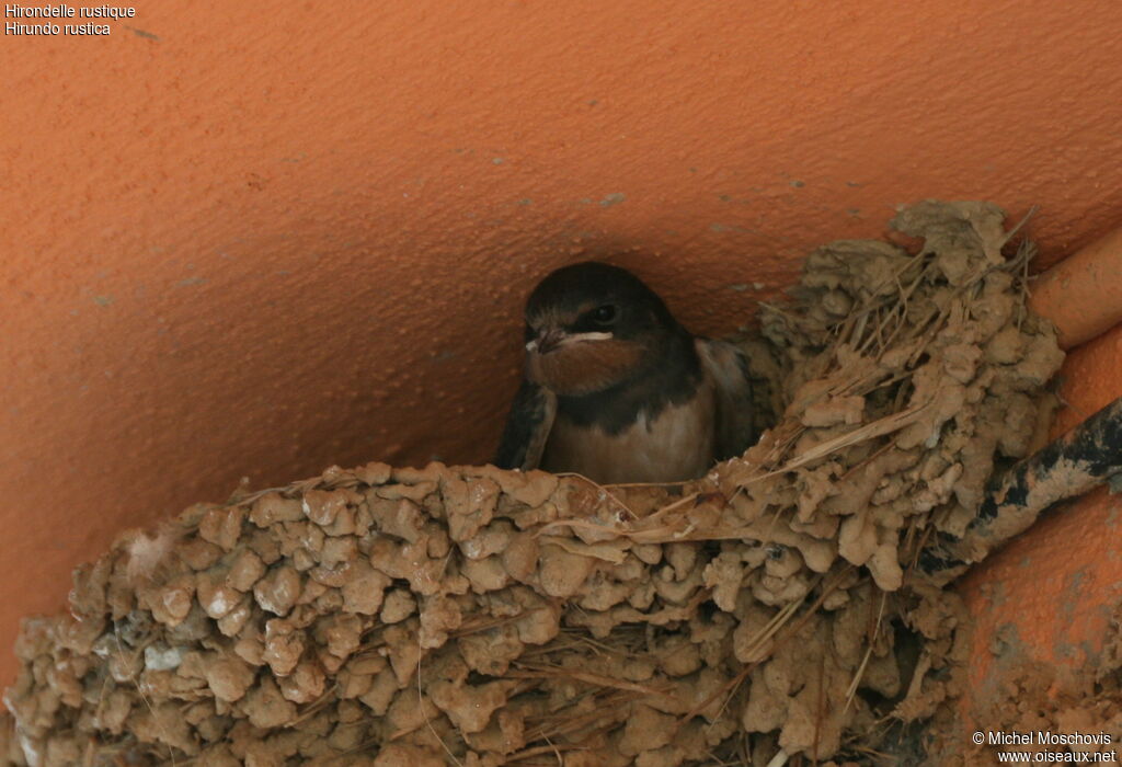 Barn SwallowFirst year, Reproduction-nesting