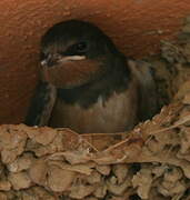 Barn Swallow