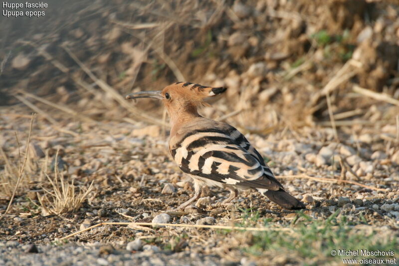 Eurasian Hoopoe