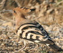 Eurasian Hoopoe