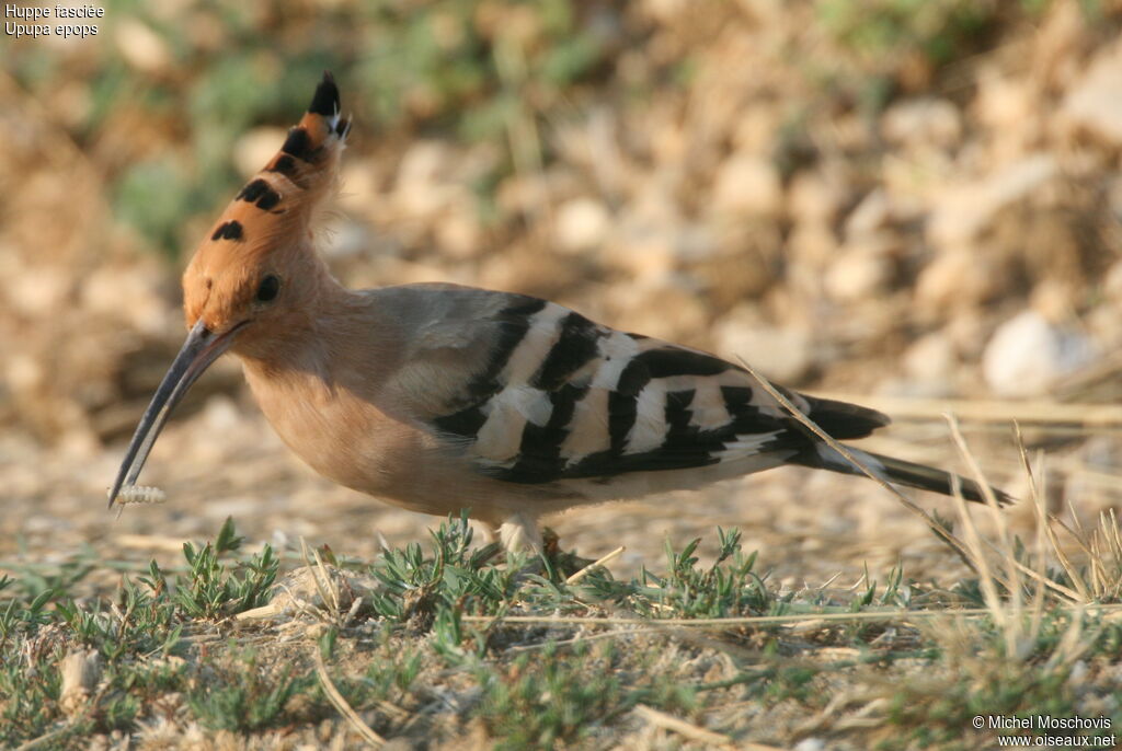 Eurasian Hoopoe