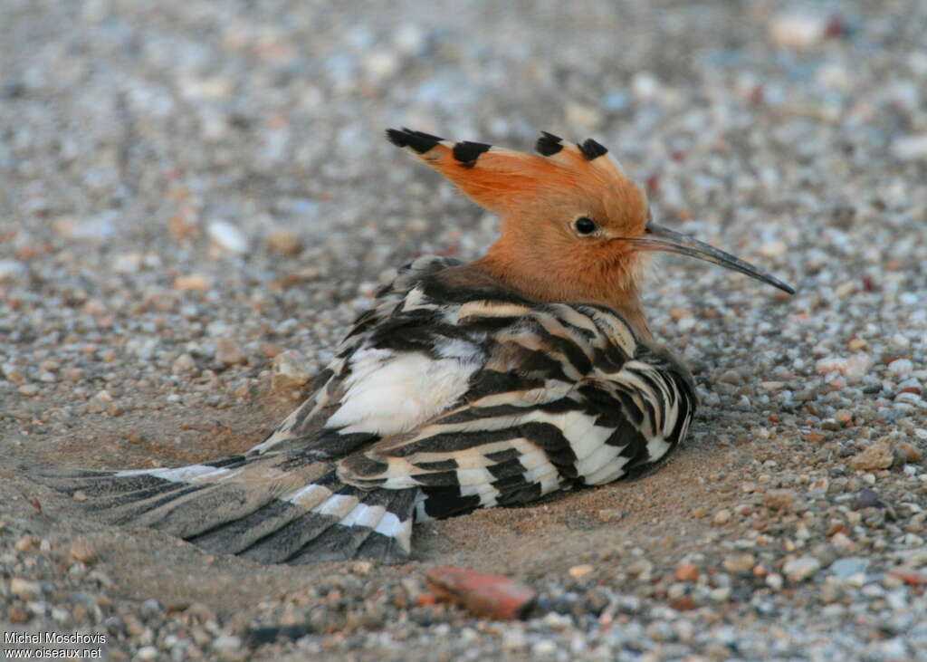 Eurasian Hoopoeadult breeding, care, Behaviour