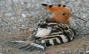 Eurasian Hoopoe