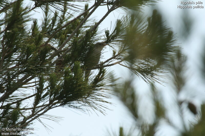 Eastern Olivaceous Warbler