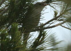 Eastern Olivaceous Warbler