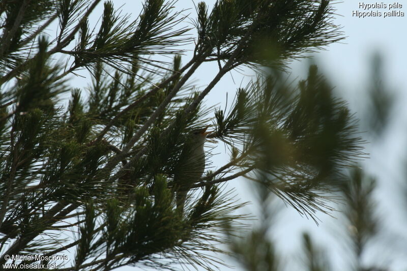 Eastern Olivaceous Warbler