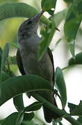 Eastern Olivaceous Warbler