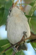 Eastern Olivaceous Warbler