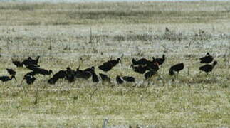 Glossy Ibis