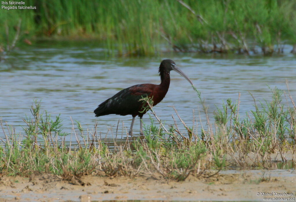 Ibis falcinelleadulte, identification