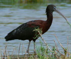 Ibis falcinelle