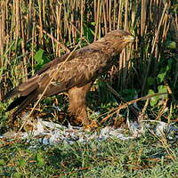 Aigle pomarin