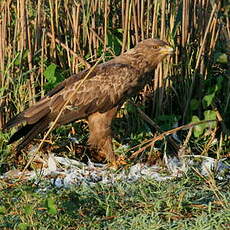 Aigle pomarin