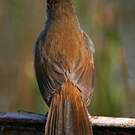 Bouscarle de Cetti
