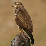 Buse variable