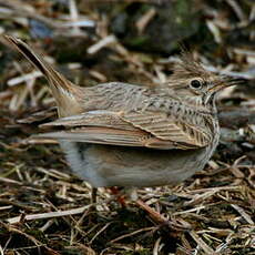 Cochevis huppé