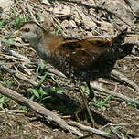 Marouette poussin