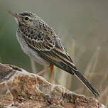 Pipit rousseline