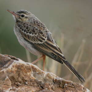 Pipit rousseline