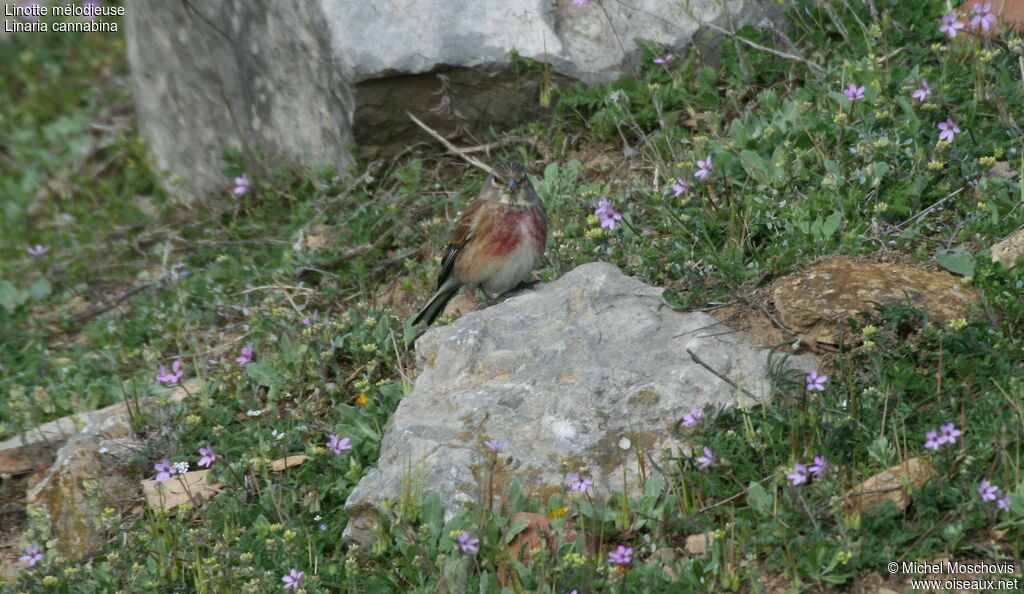 Common Linnet male adult breeding