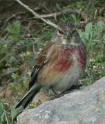 Common Linnet