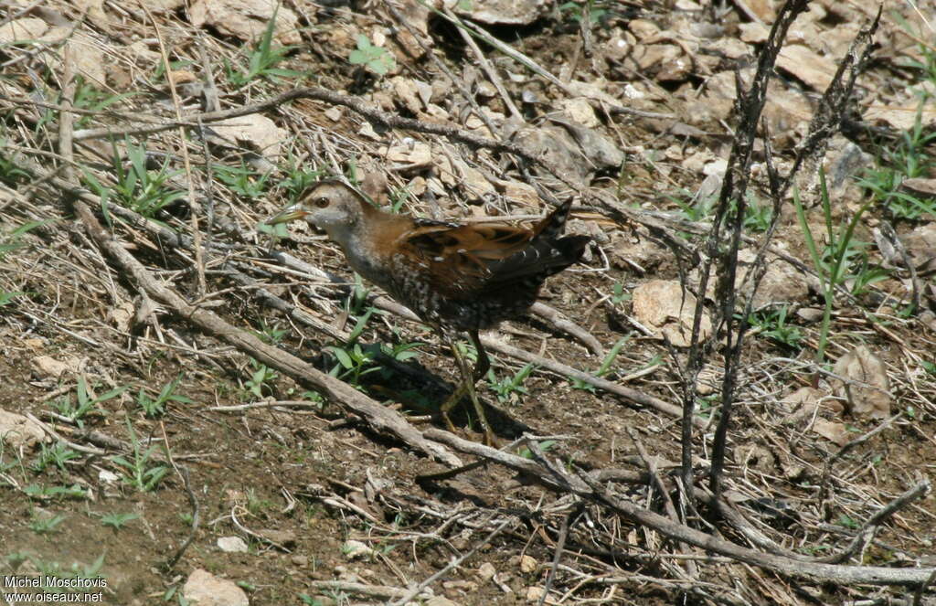 Marouette poussinjuvénile, identification