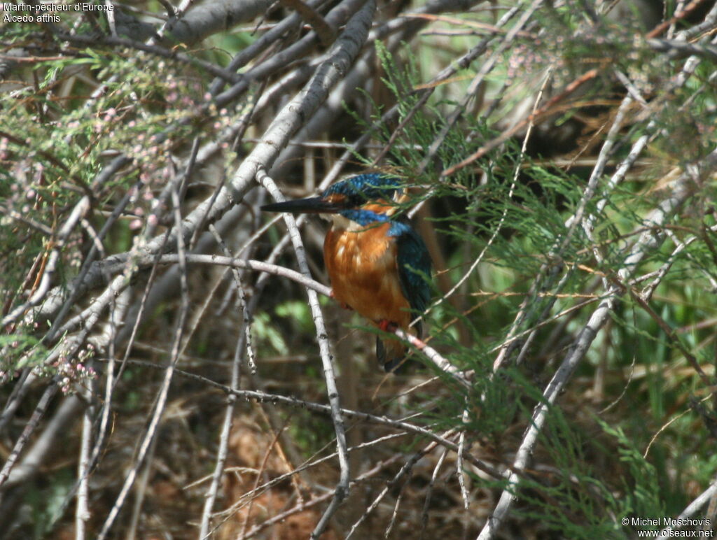 Martin-pêcheur d'Europe femelle