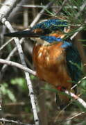 Common Kingfisher