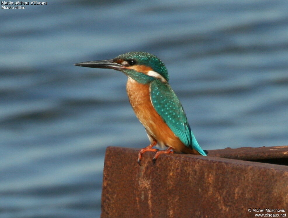 Martin-pêcheur d'Europe, identification