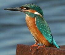 Common Kingfisher