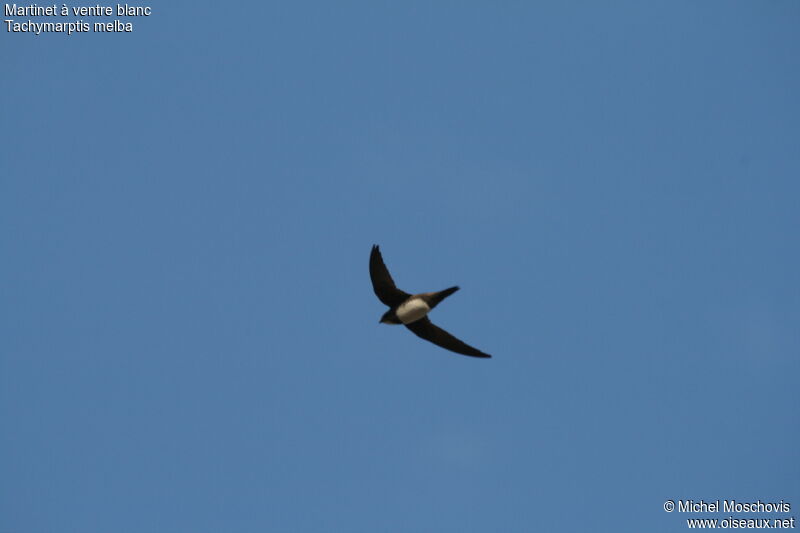 Alpine Swift