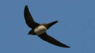 Alpine Swift