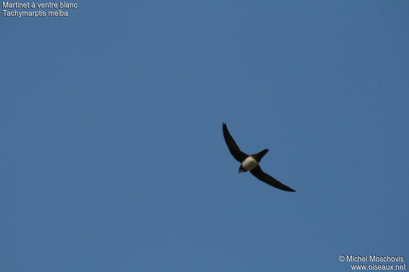 Alpine Swift