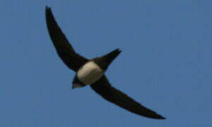 Alpine Swift